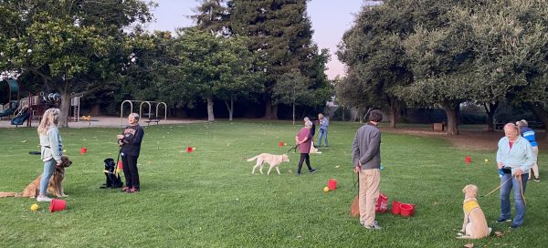 The trainers and their pups attend a weekly training class to practice obedience and experience different environments.