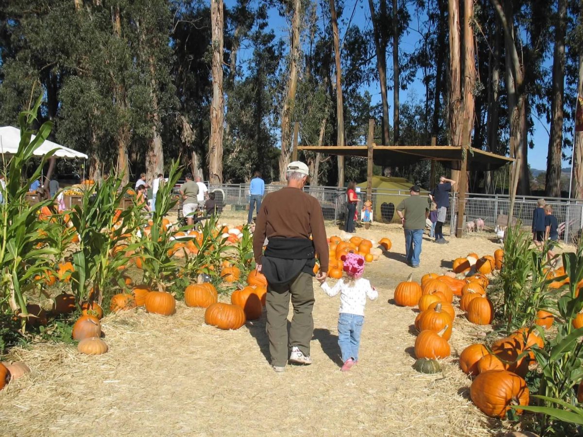 Me at nineteen months walking through the pumpkin patch with my grandpa. 