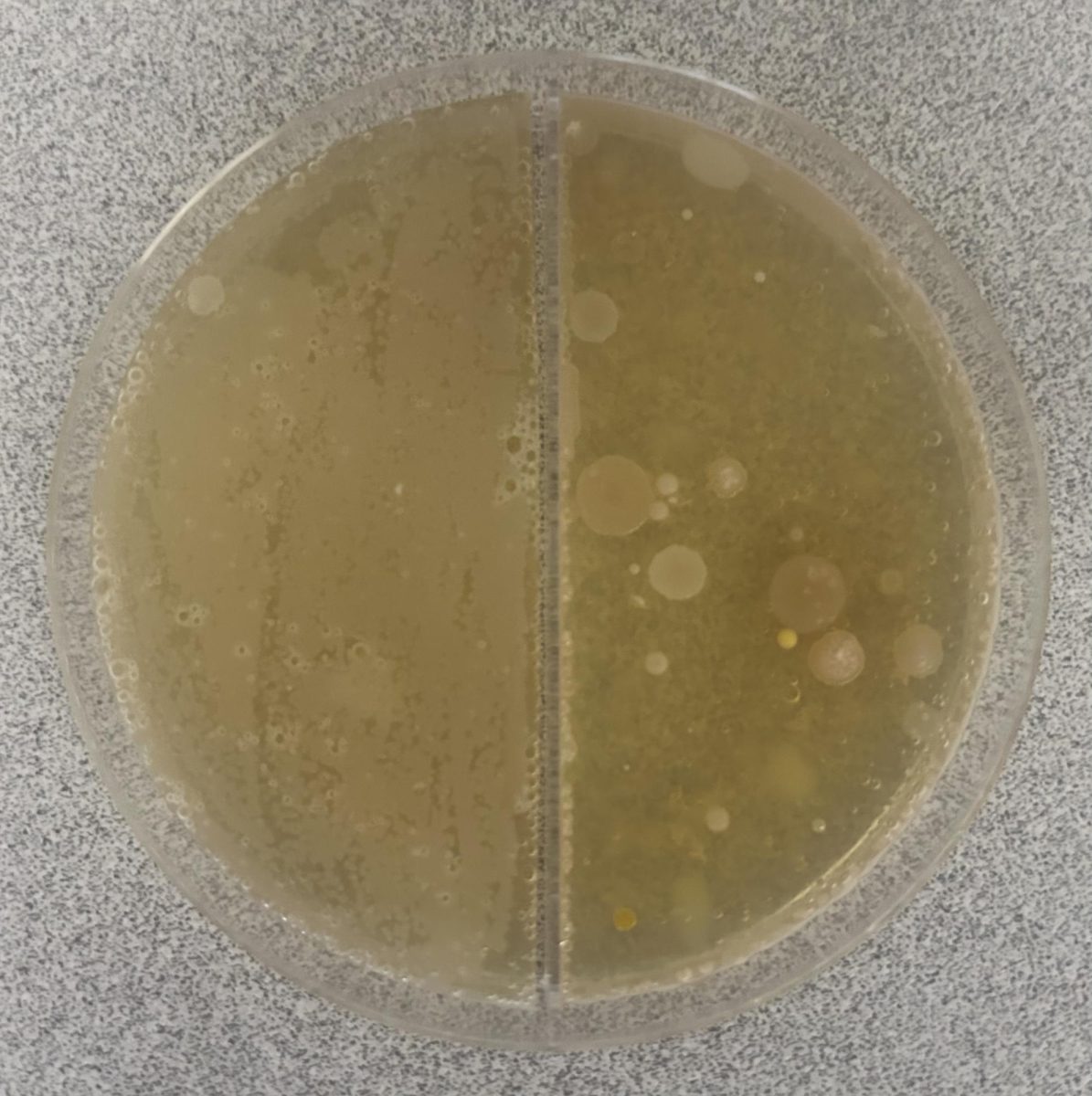 Petri dish of Test 8, 7 days after incubation. Very little bacterial growth. 