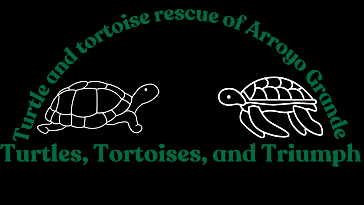 Turtles%2C+tortoises%2C+and+triumphs