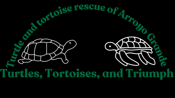 Turtles, tortoises, and triumphs