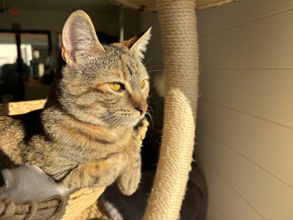 A large window on the side of the building allows the cats to soak up the sun.