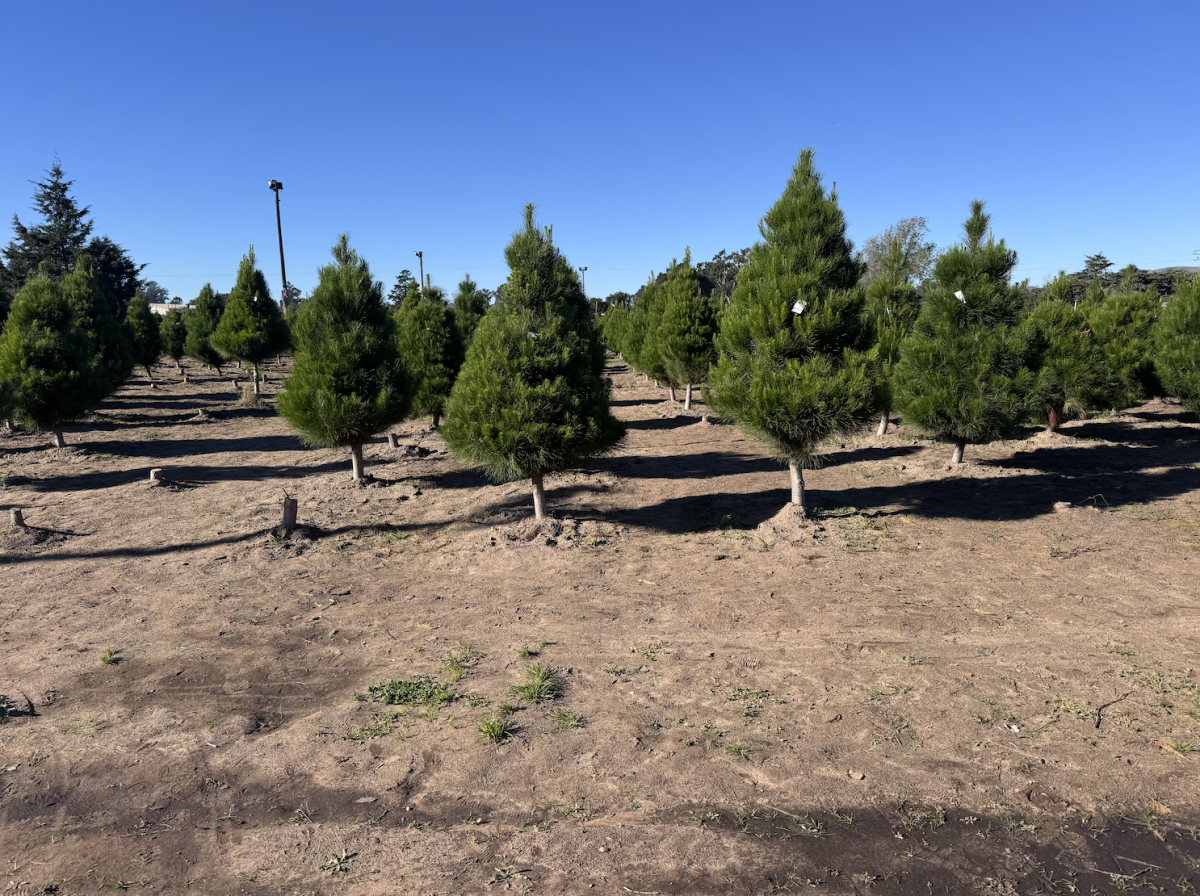 The farm grows Monterey Pine Trees on site.