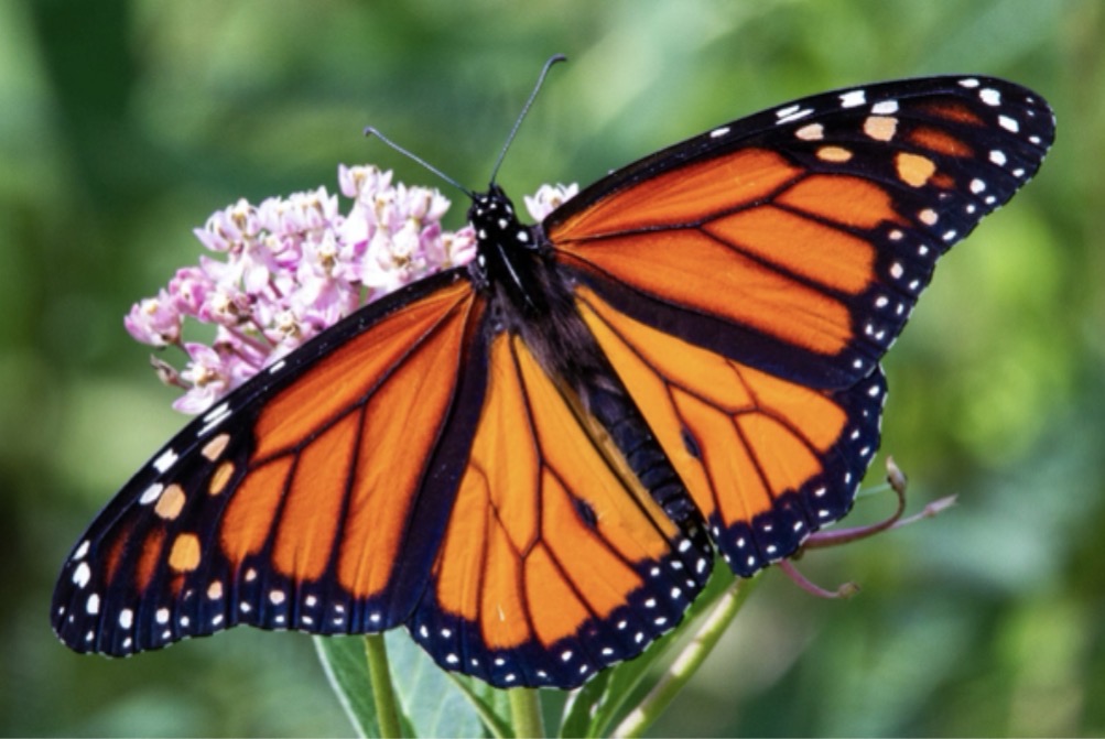 Another amazing thing is that when the light hits their wings, they look like a glowing stained-glass panel. Photo Credit: Joshua J. Cotten 