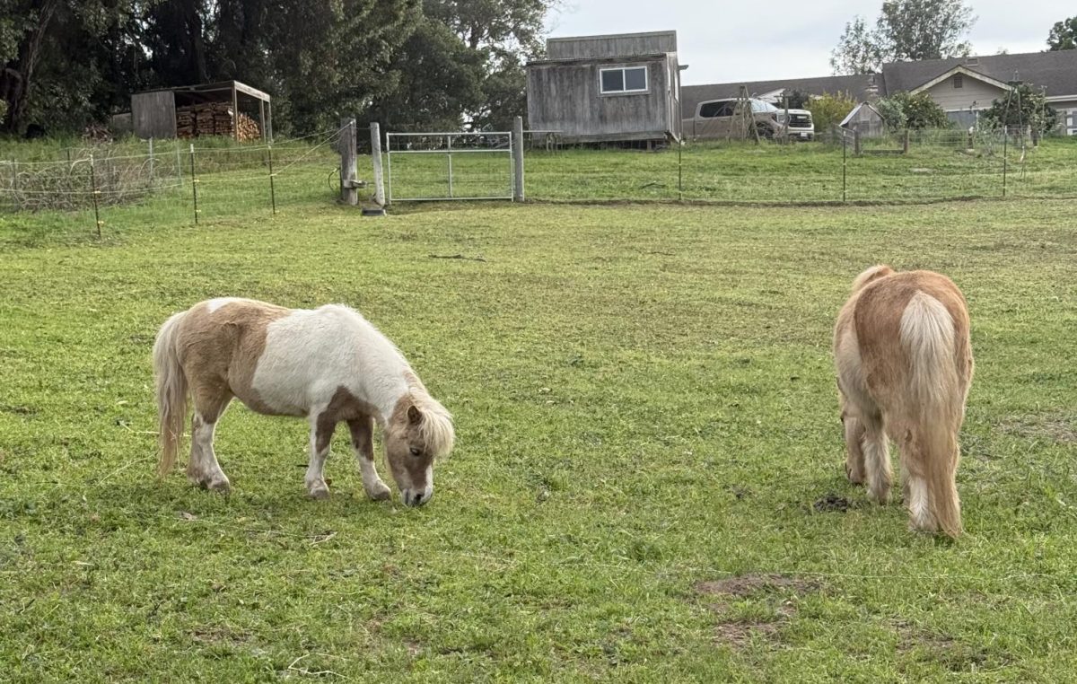 Chicken Nugget and Ravioli got their names because they were obese when they came to the ranch. Children said that they looked stuffed.