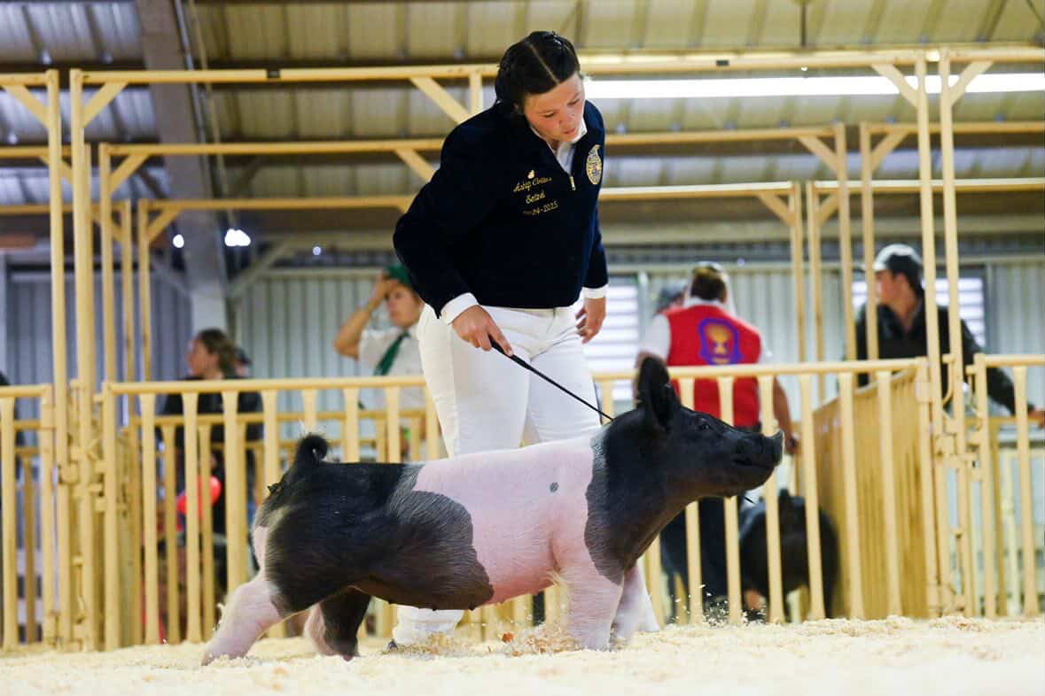 Collins showed a dark cross-bred gilt (female pig that has yet to give birth) at the 2025 Santa Barbara County Fair. (Photo Courtesy of Ashlyn Collins)